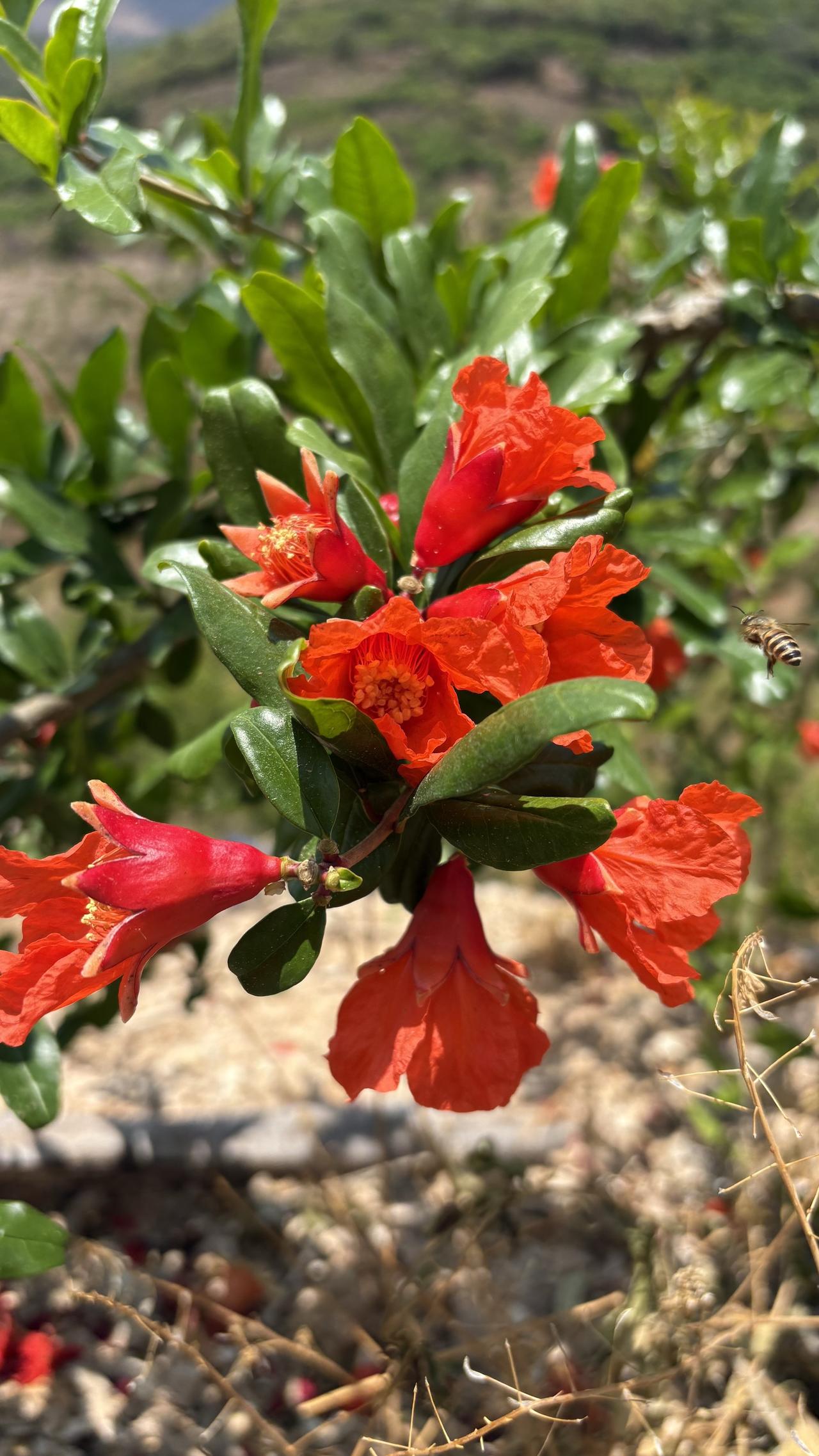 初花期石榴空花多很正常，因为这个阶段温度不稳定，温差大，就算有结果花也可能受冷掉