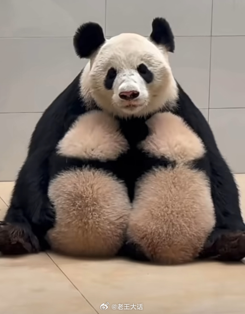 福凤喂奶一脸茫然滴样子，远看一只熊进看三只熊