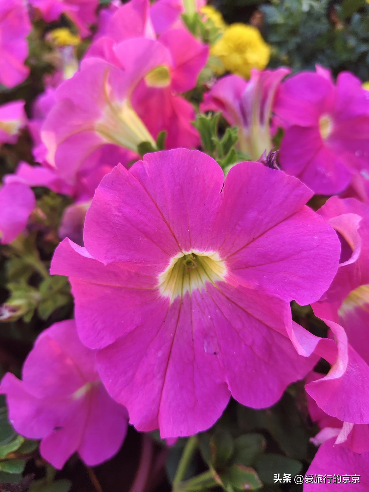 新年爱好打卡海南的花儿开的肆意，开的热情，开的浪漫，开的张扬...好美好美...