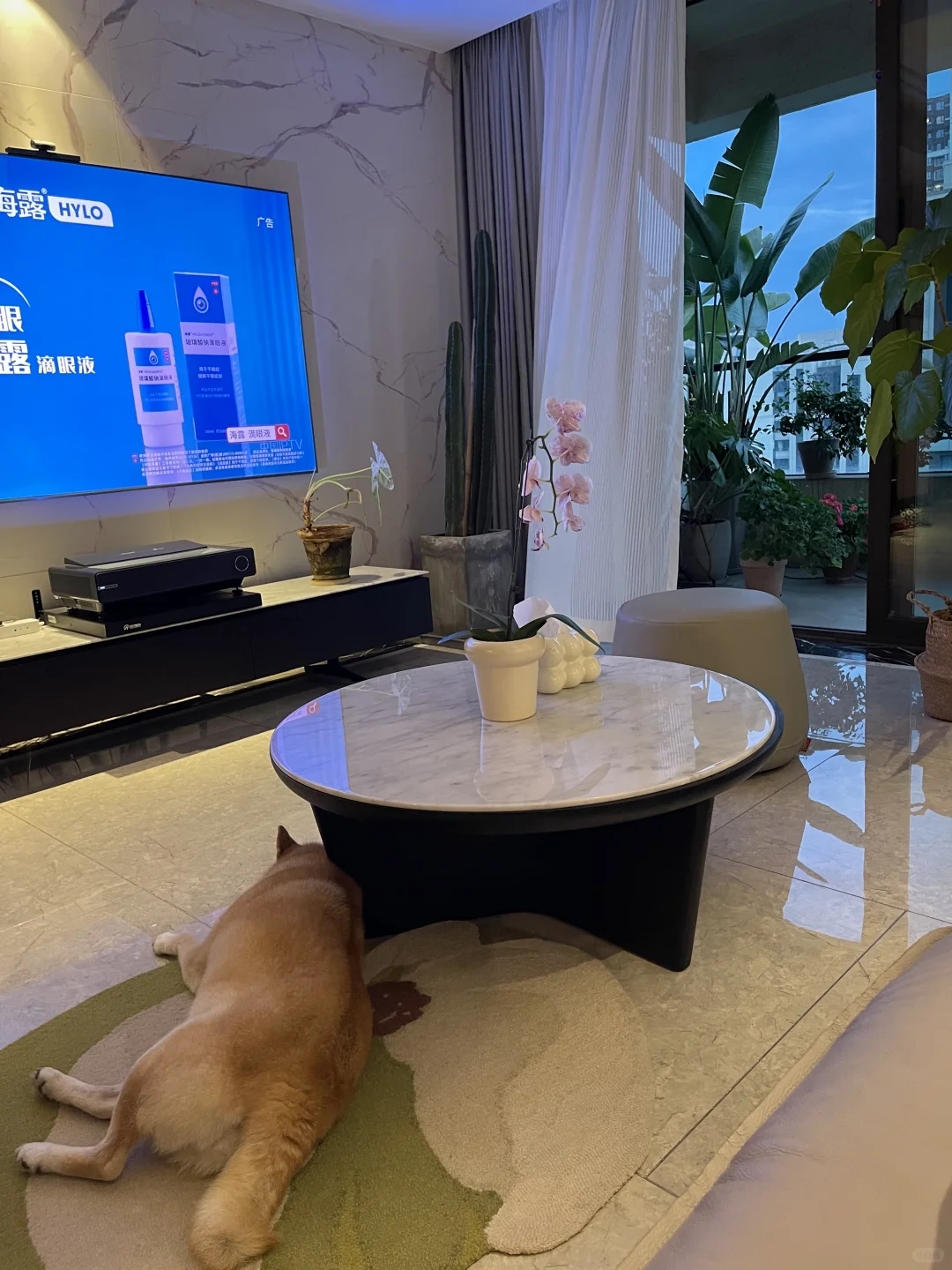 周末夜晚，两只小狗陪伴。