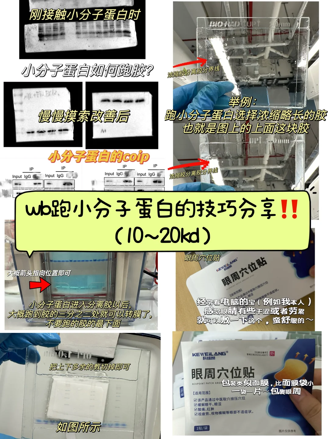 小分子蛋白wb技巧分享（已拿捏🥸👌🫴）