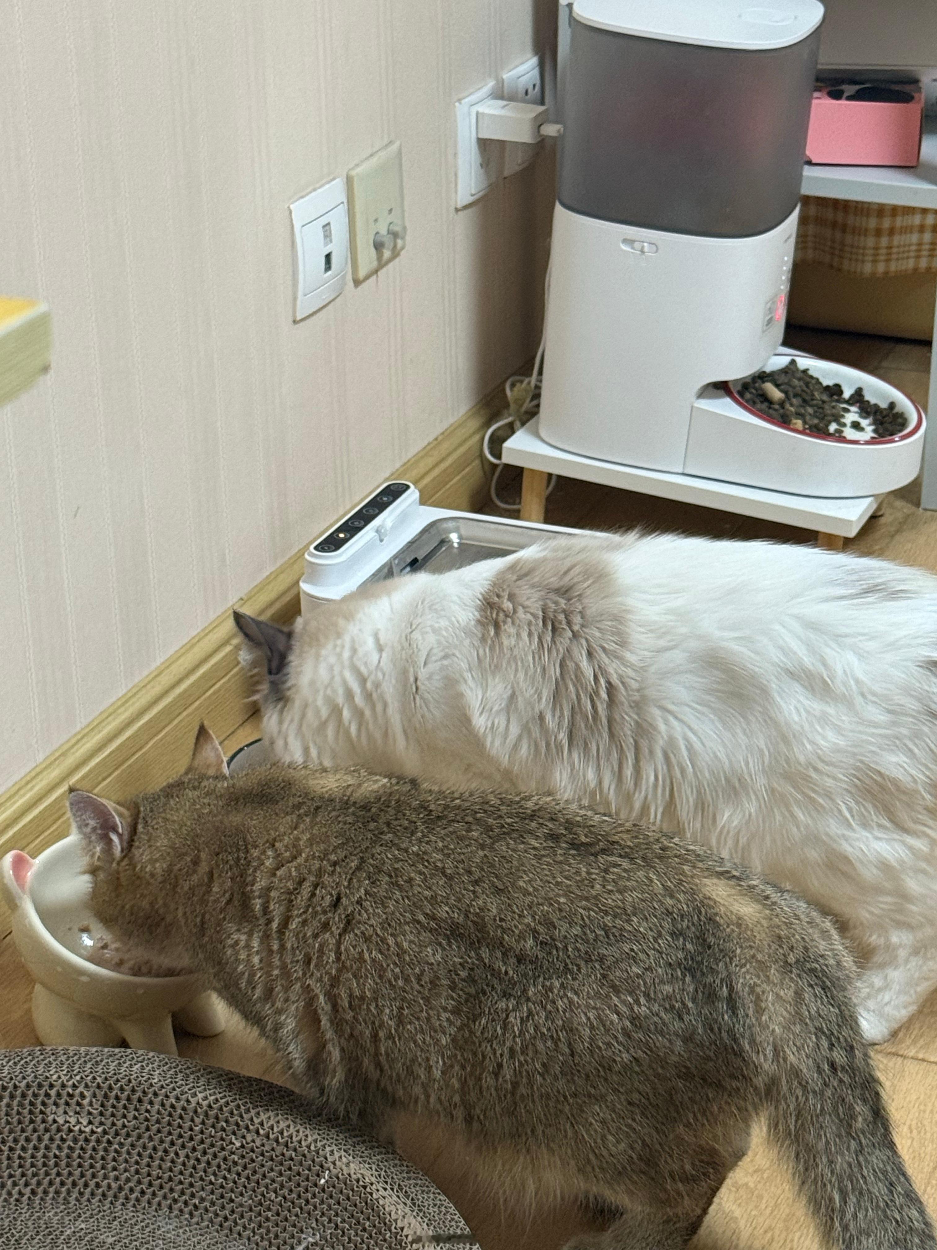 嘿嘿[哇]更新小猫日记 ​​​