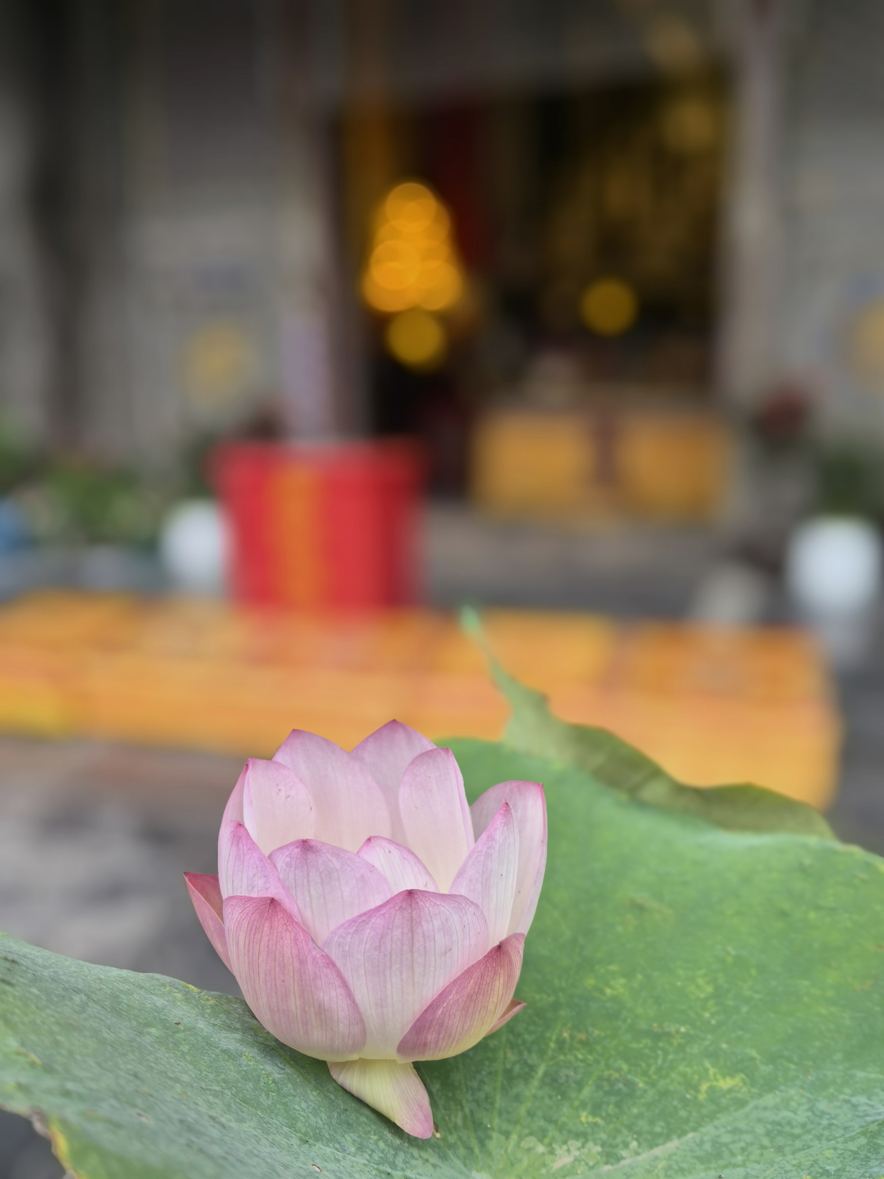 不修行，你来人间干嘛？ 来都来了，看看花，喝喝茶。若只为修行，反倒辜负了这一趟。