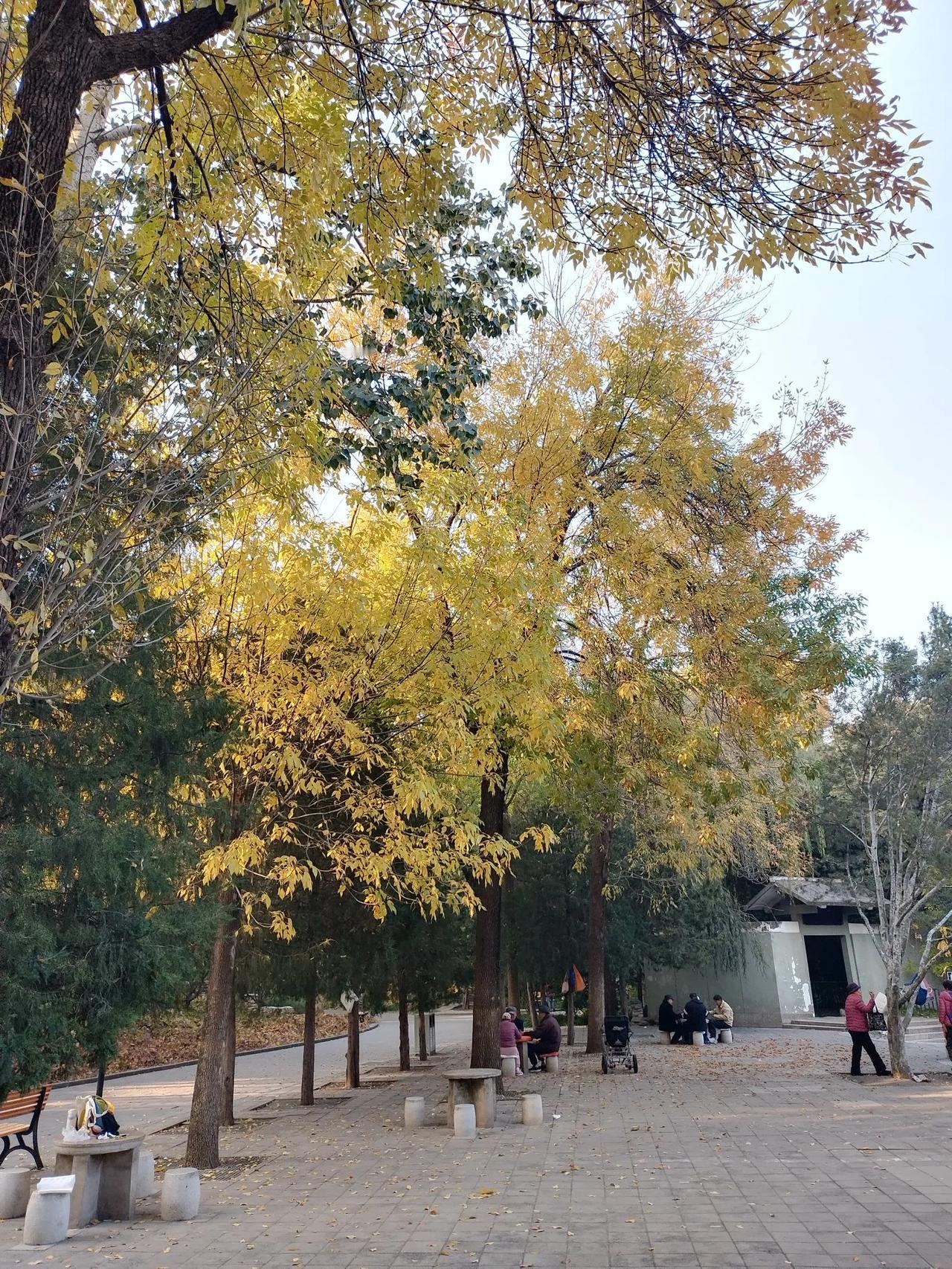 #秋日生活打卡季#蝶恋花    深秋思
文/李耀海
落日斜阳天欲暮，
曲径梧桐，