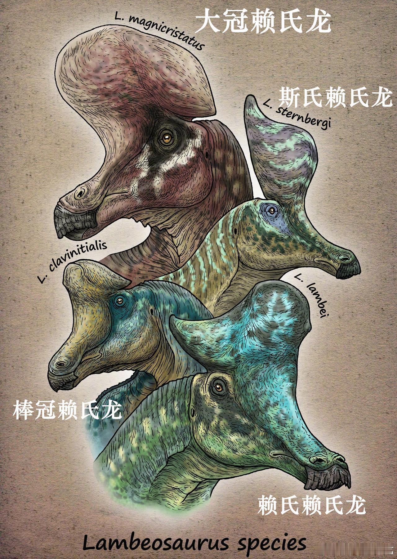 赖氏龙的头冠是呲水枪？

       赖氏龙（Lambeosaurus）是最著