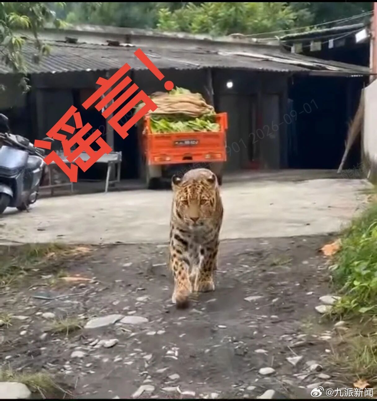 #2人用AI编造豹子出没视频被罚#【#丽江警方辟谣豹子出现村民家中#：2人利用A