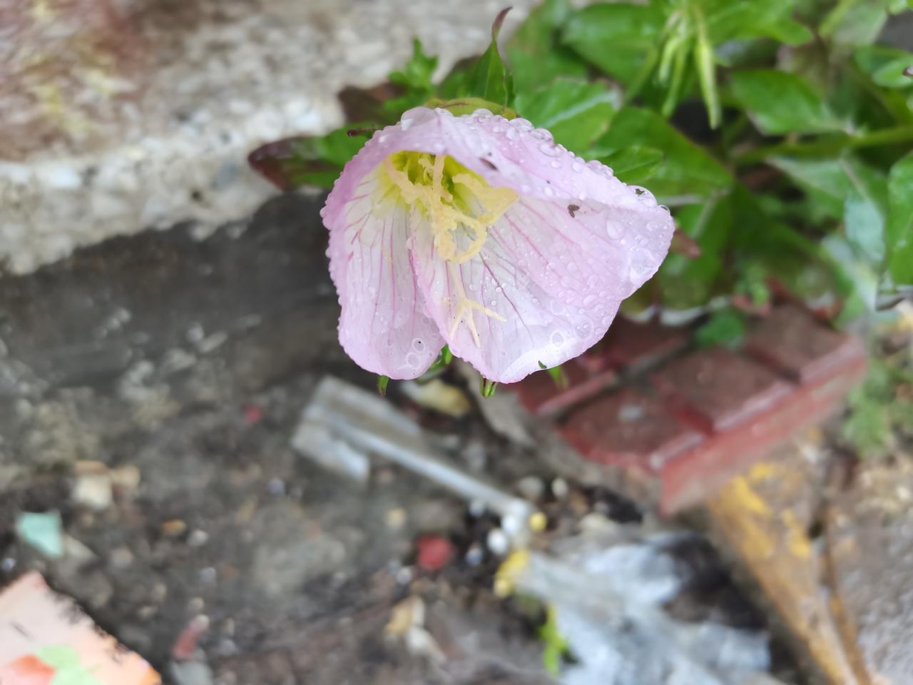 无意中掉落的种子，屋檐下，石缝中，生机勃勃。
它有一个美丽的名字，叫美丽月见草。