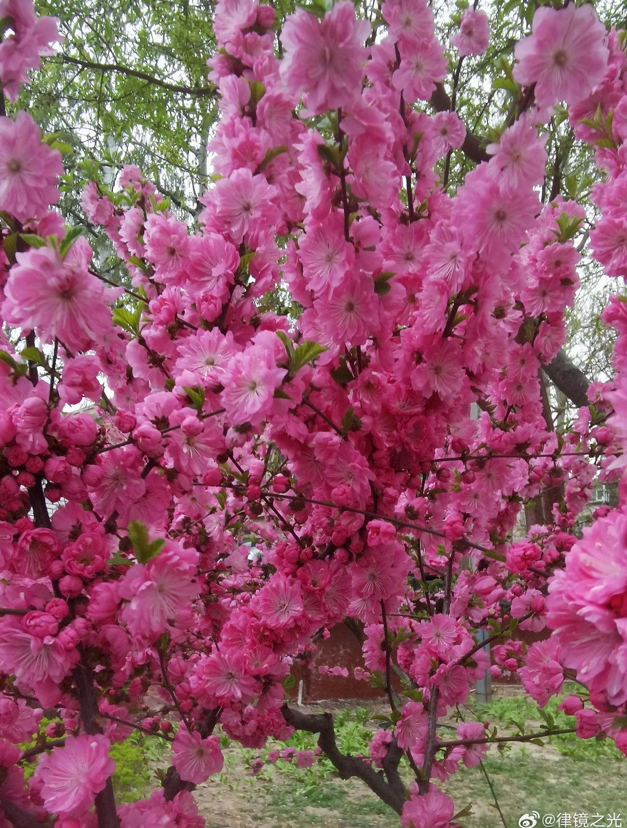 本事件中的绿化带此前曾被有关部门铲除，老人误以为该地块已"无人管理"故可自行占用