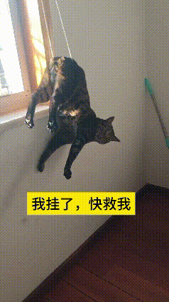 这只小猫太淘气啦，跑到窗台玩耍，不小心被窗帘绳勾住身子，吊在半空上不去也下不来，