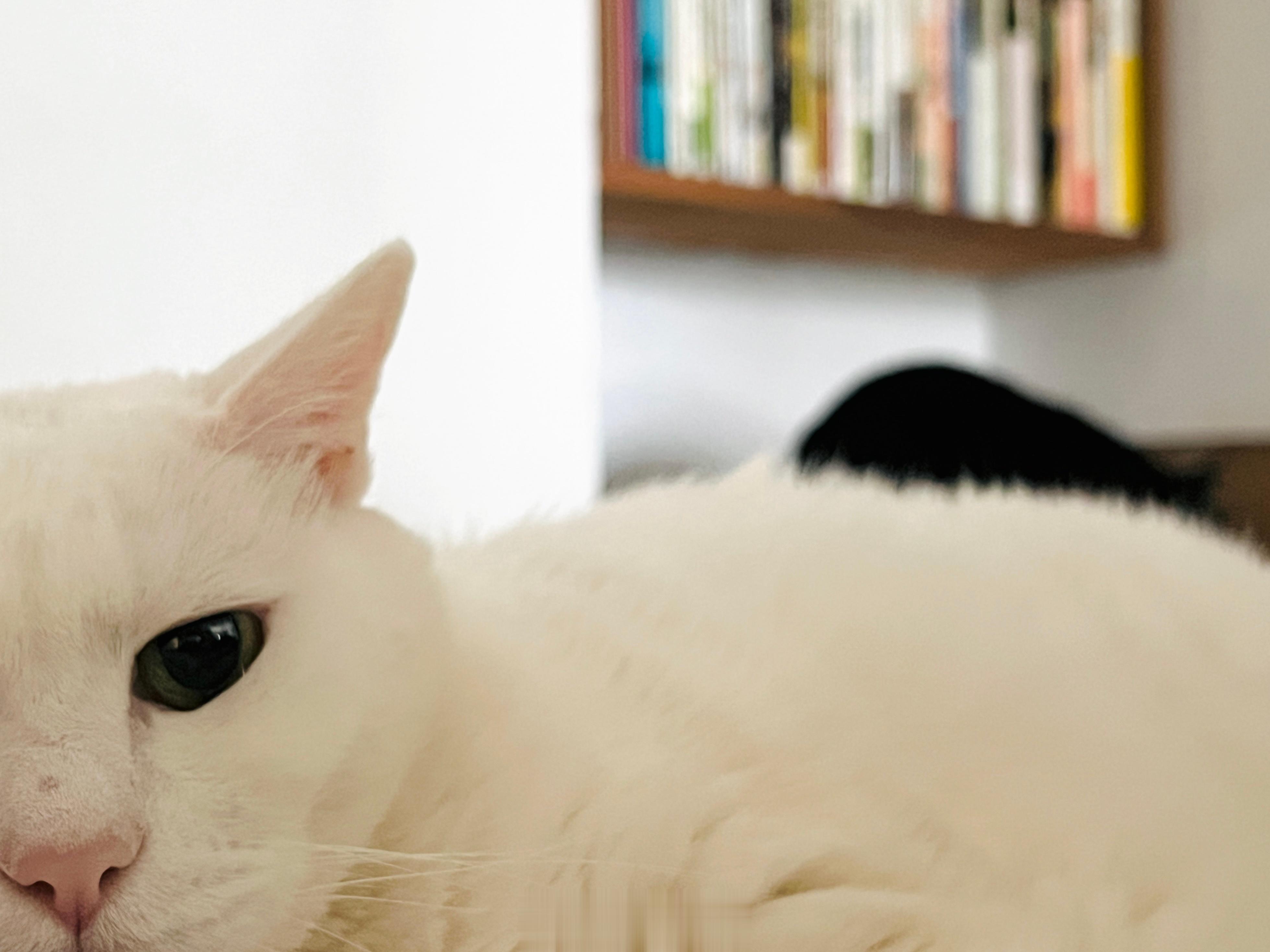 周末愉快，大家晚安⭐️願小動物都被善待、好人們健康平安 ​​​