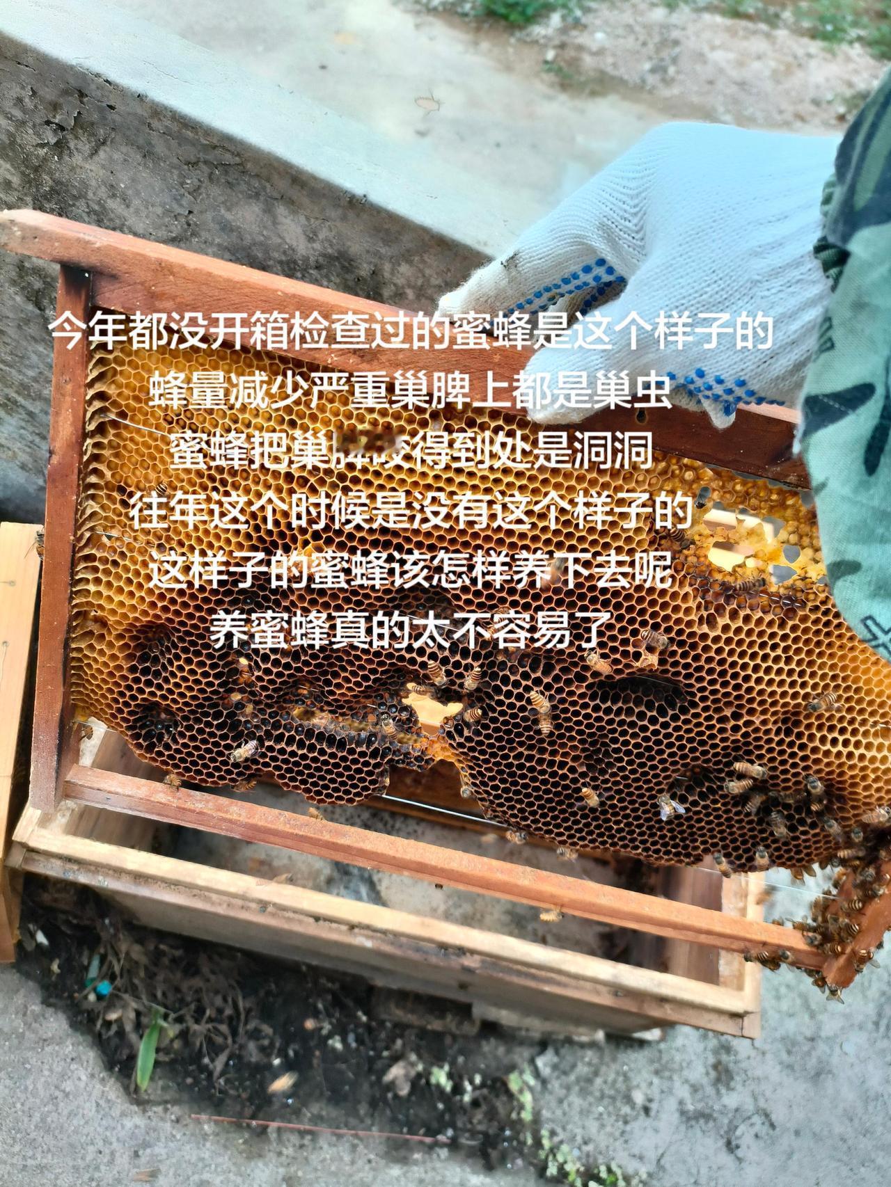 今年都没开箱检查过的蜜蜂是这个样子的
蜂量减少严重巢脾上都是巢虫
蜜蜂把巢脾咬得