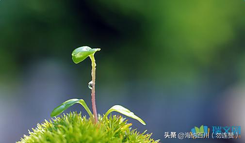 较   量
拔了一遍又一遍
除了一茬又一茬
斗了一天又一天
干了一年又一年
结果