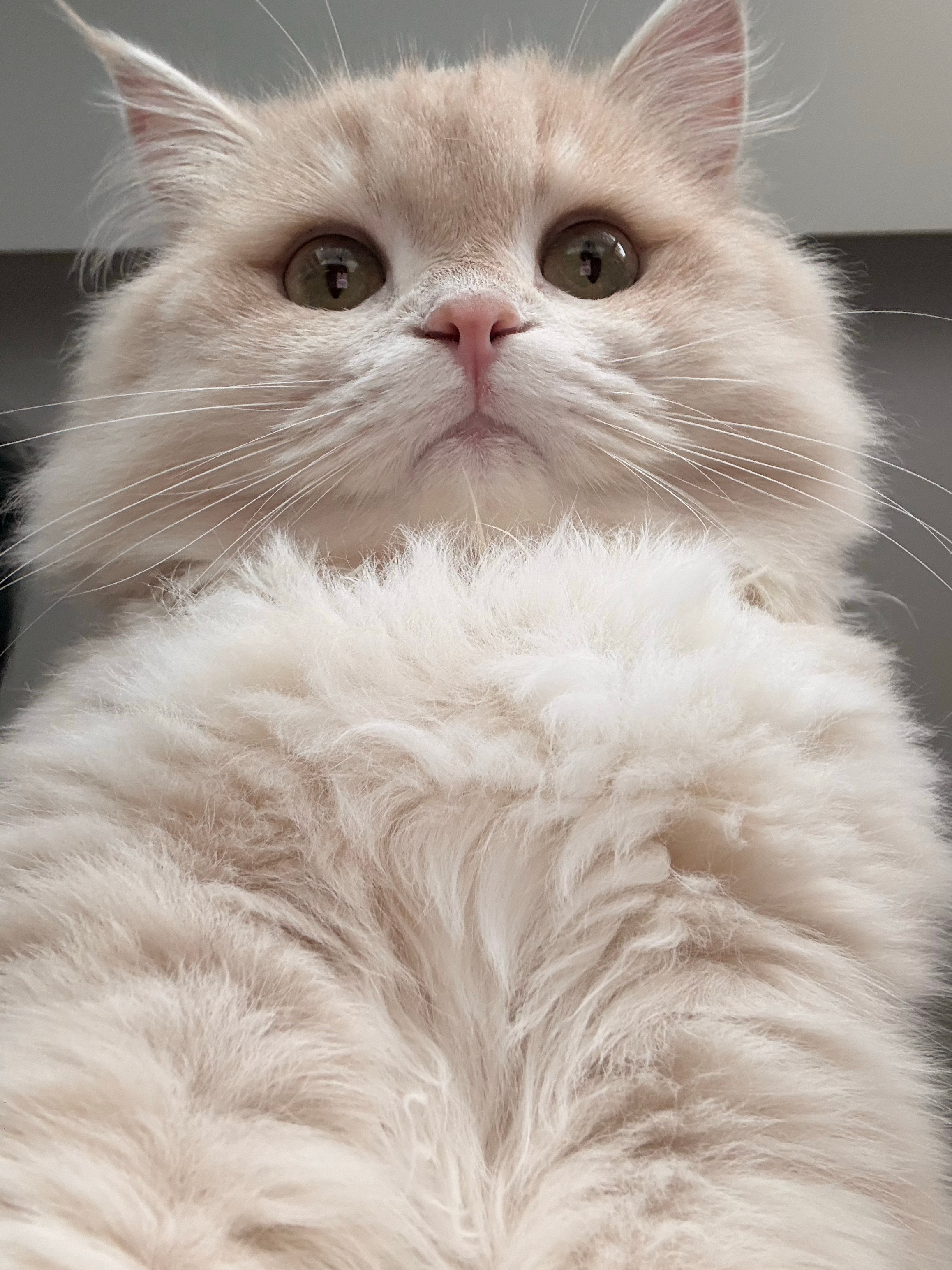 小猫胸口油 ​​​