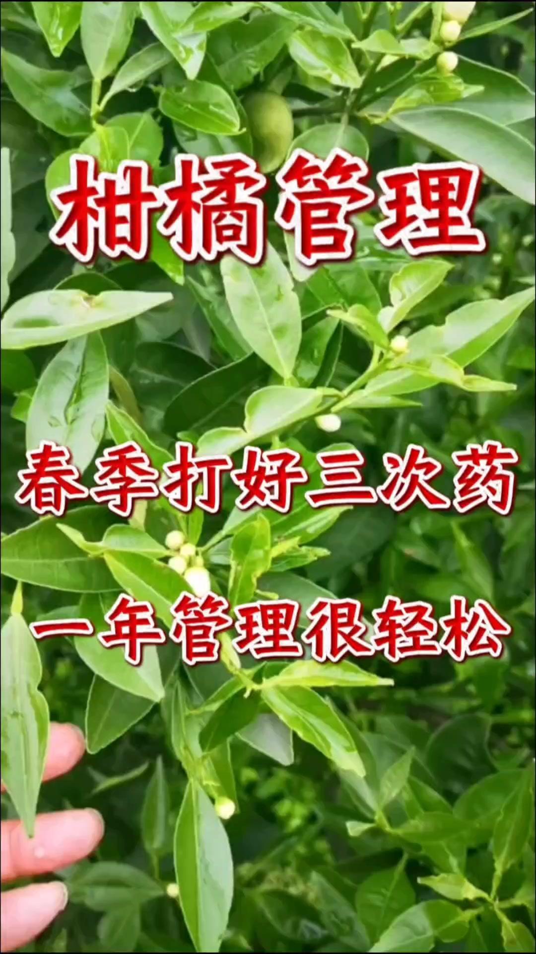 🍊柑橘春季管理，打好三次药，全年病虫害轻松管

🌼柑橘春季，只要在这三个时间