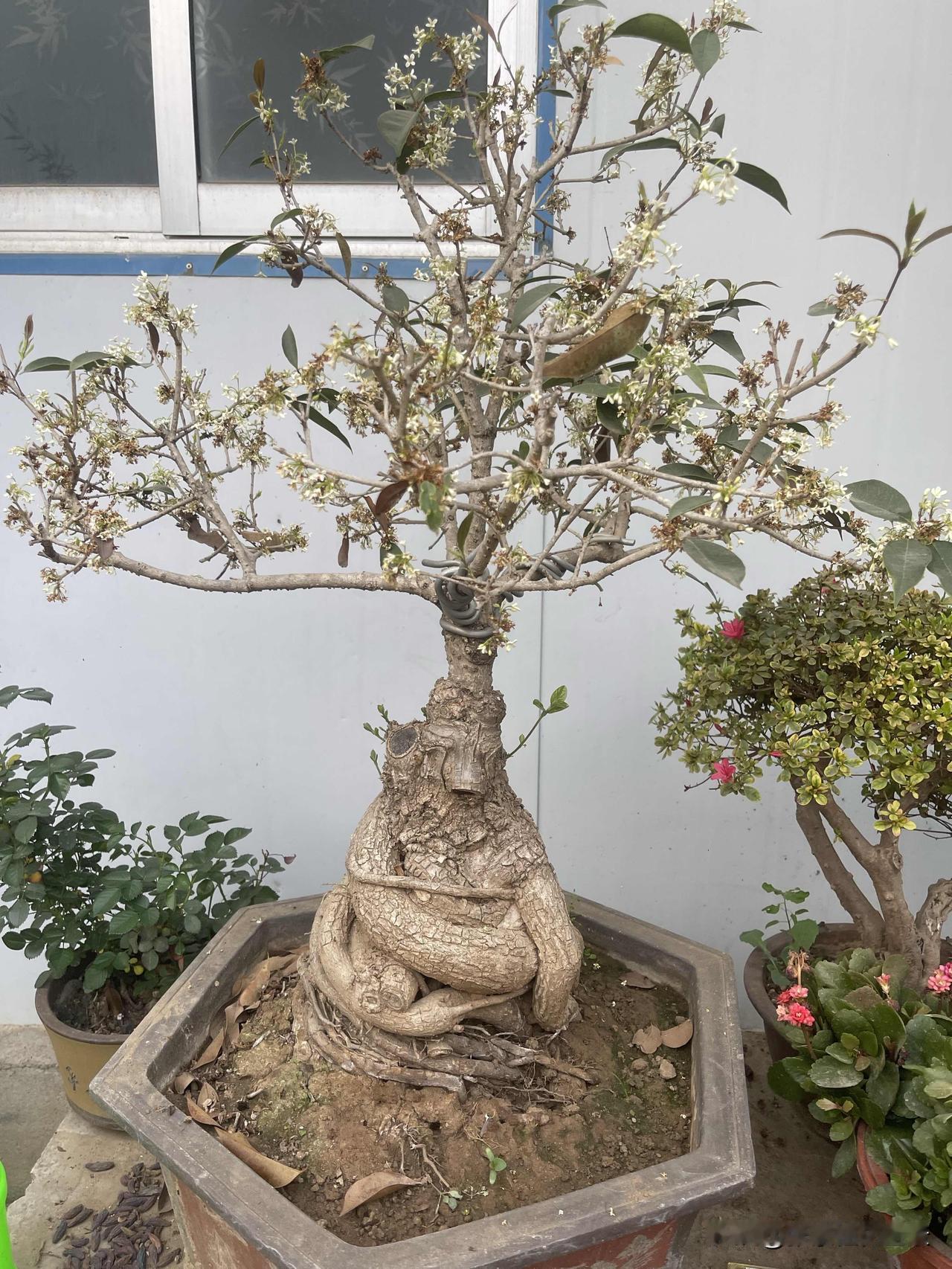 今年桂花树会开花不四季桂全面温度只要合适就会开，八月桂首先达到树龄才会开