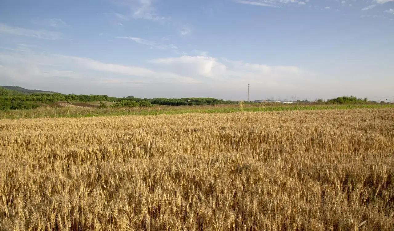 麦收现场突发砸桶冲突，一个外村少年举着收割机摇把，当场砸坏农户水桶，只因听错下一