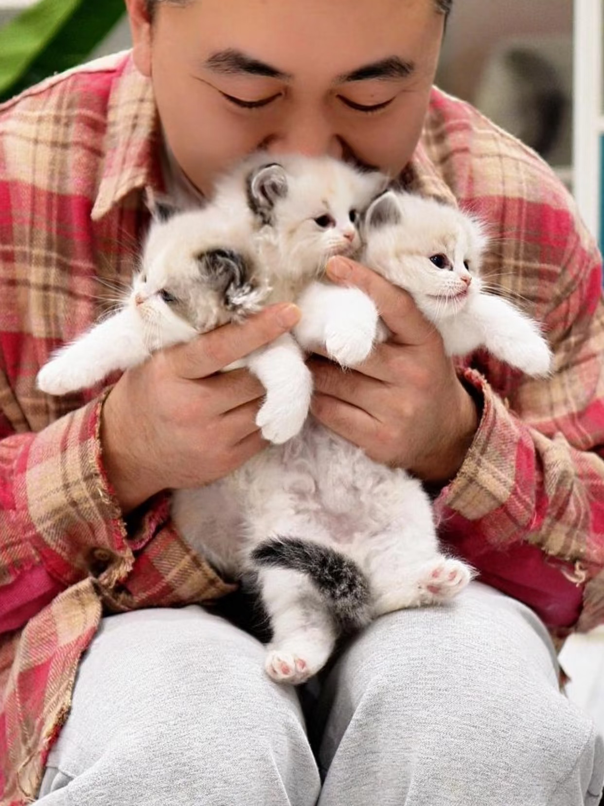 你家布偶猫值多少钱？免费鉴定！发图问我！