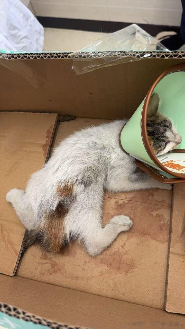 【流浪猫救助求助🆘南昌救助 】小猫咪啾啾求助！今天在南昌东湖区樟树林水果店旁草