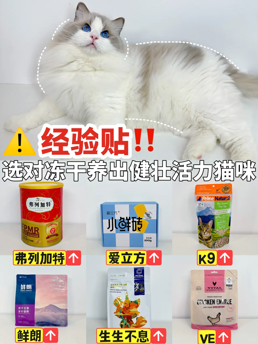 猫咪主食冻干怎么选？六款优质冻干测评分享