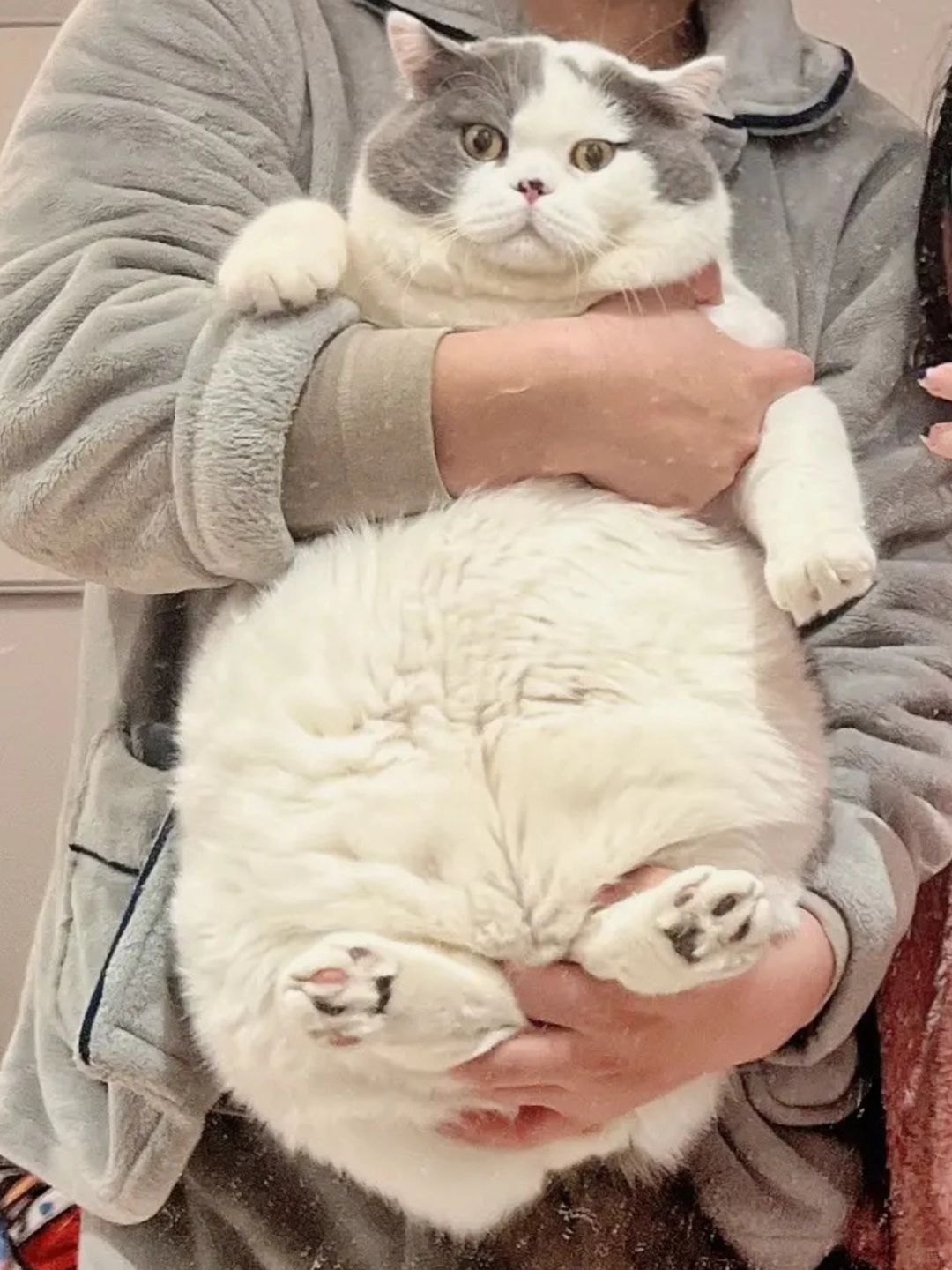 挑战全网最大猫咪原始袋！不服来战