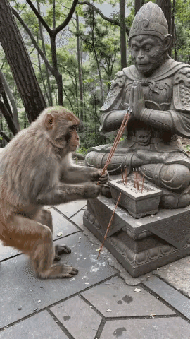 悟空在猴子心目中的地位挺高啊～😏