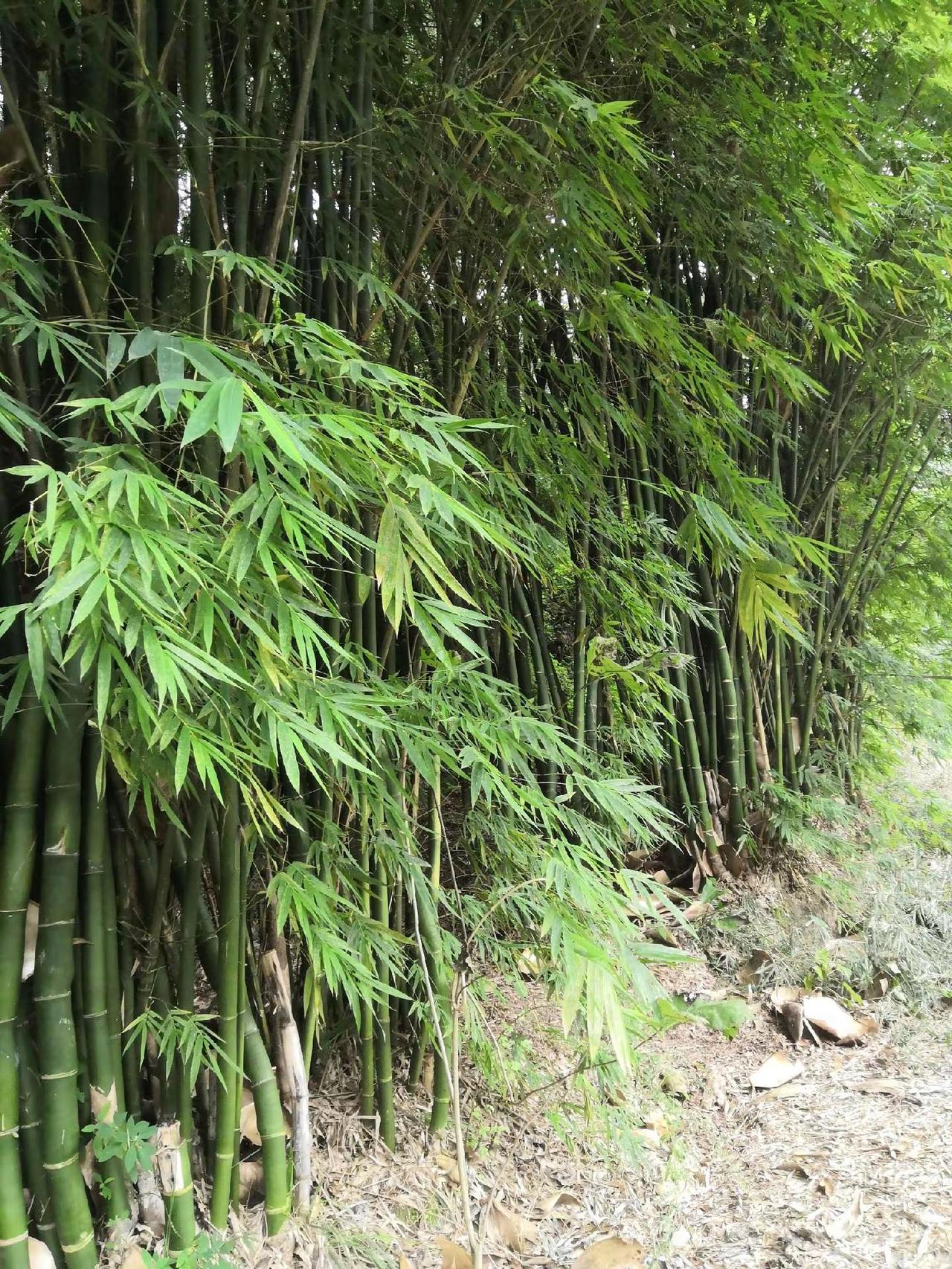 来自大山里的味道 来自大山里的味道 带你走进大山深处看美丽景色 山顶看风景 大山