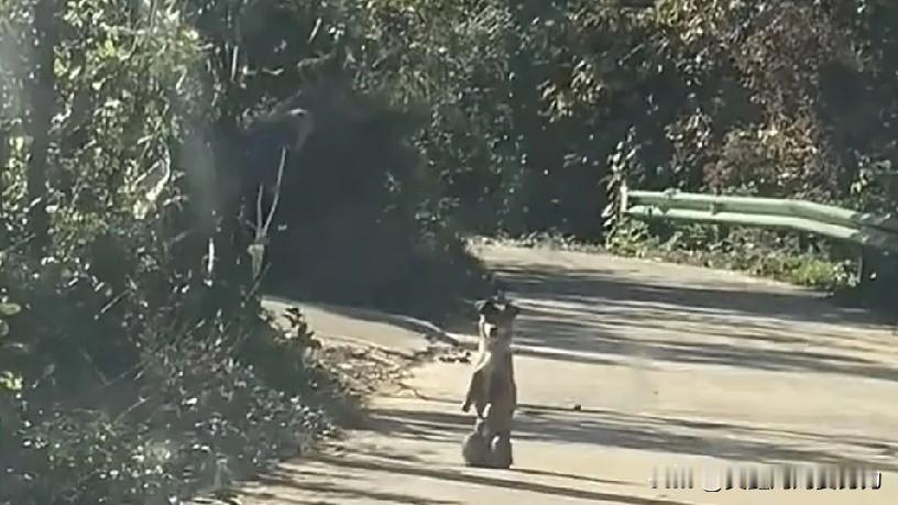 狗狗拦在路中央，司机本想发怒，看清它身后的一幕后沉默了。

据视频报道，安徽广德