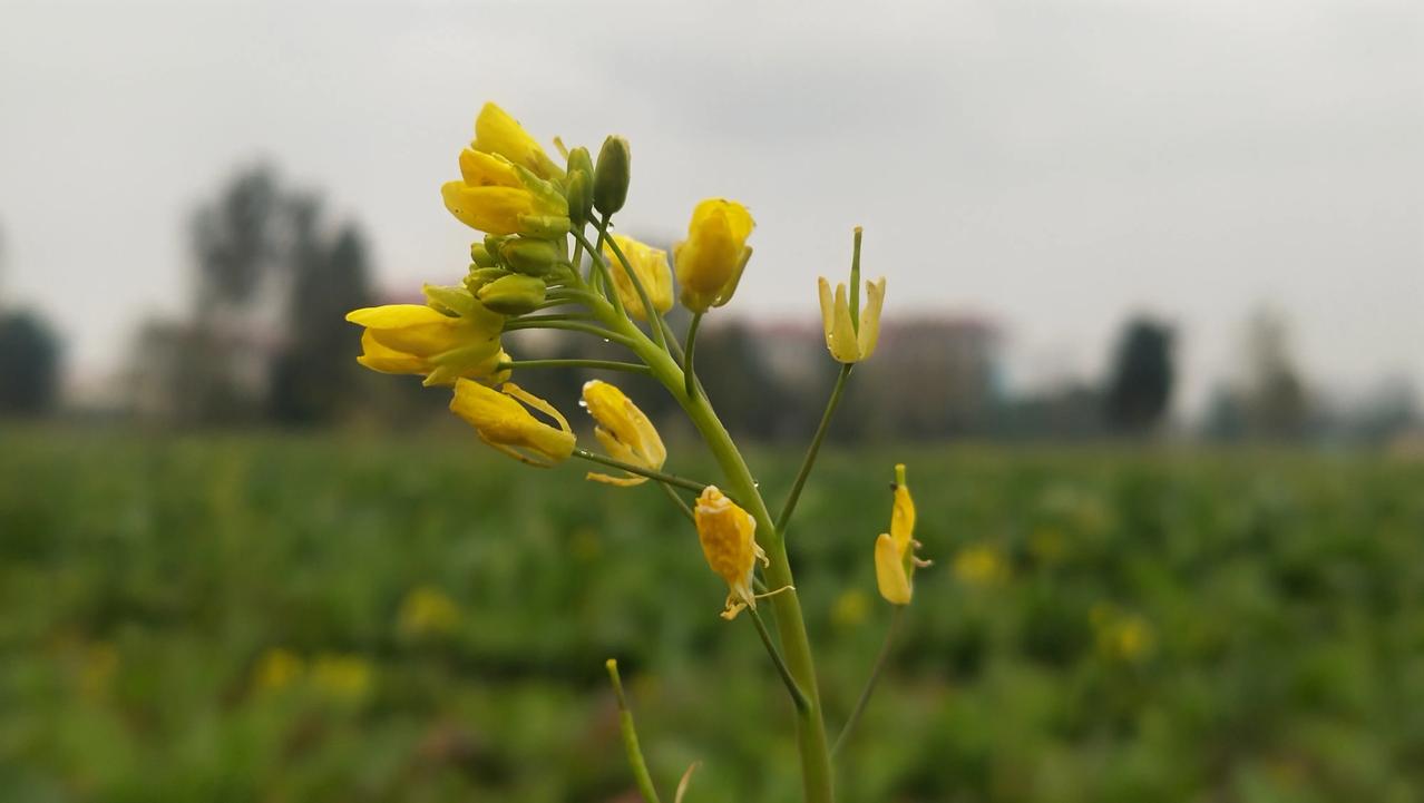 分享一张你拍的油菜花