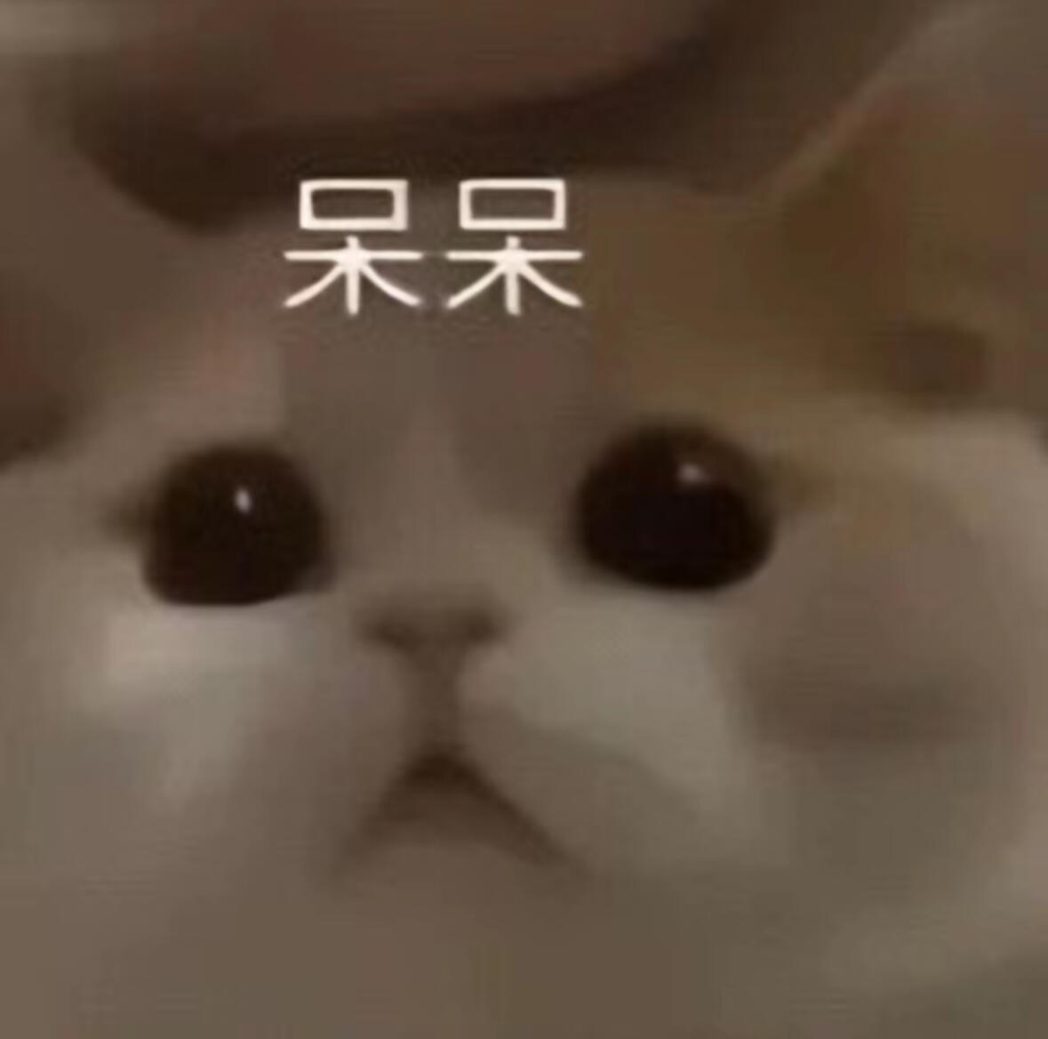 猫猫快乐表情包 ​​​