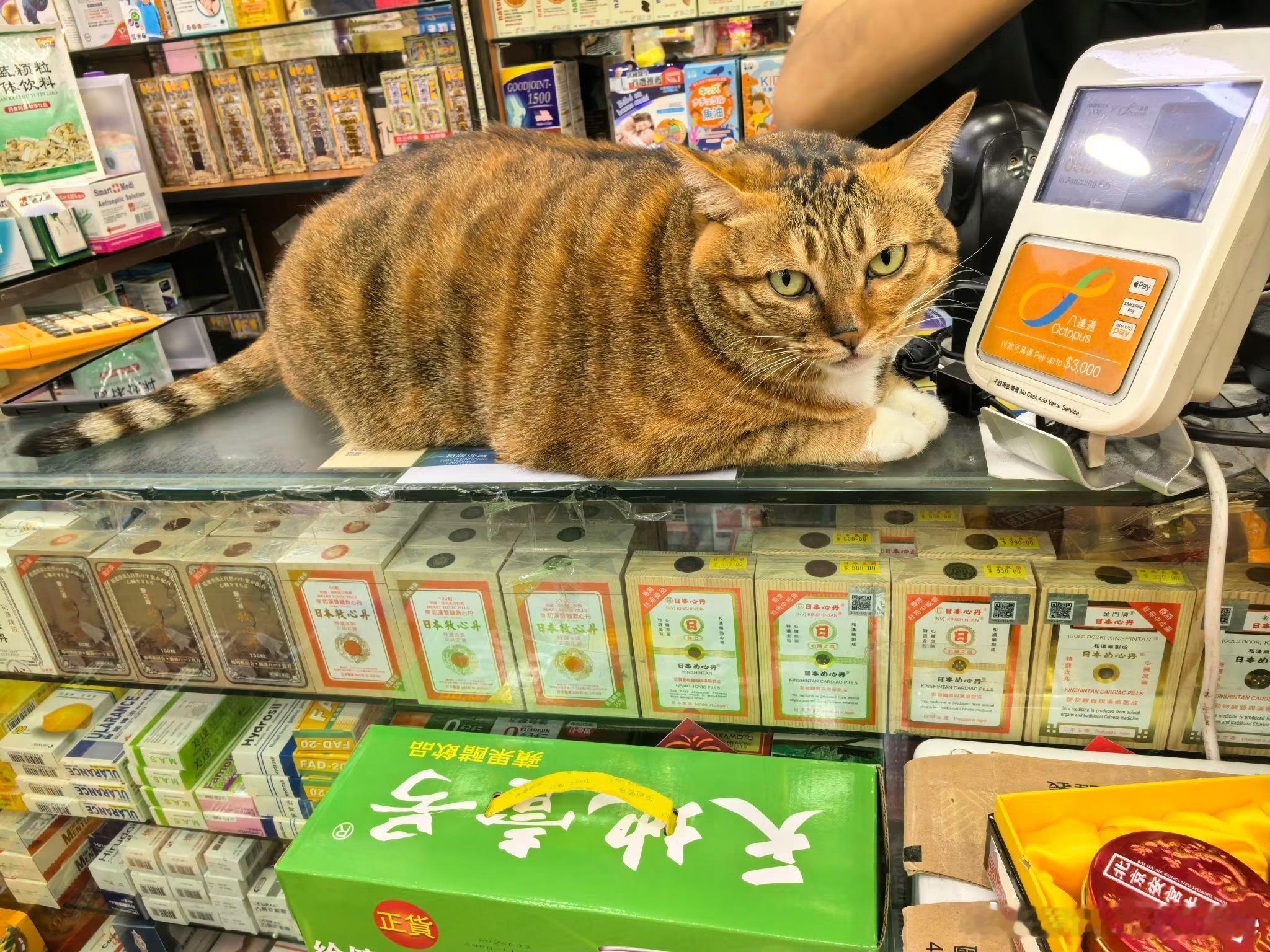 猫宁 