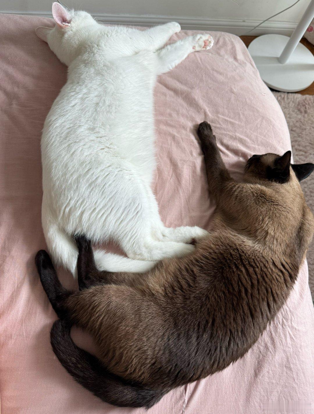 🐱🐱随地大小躺～ 