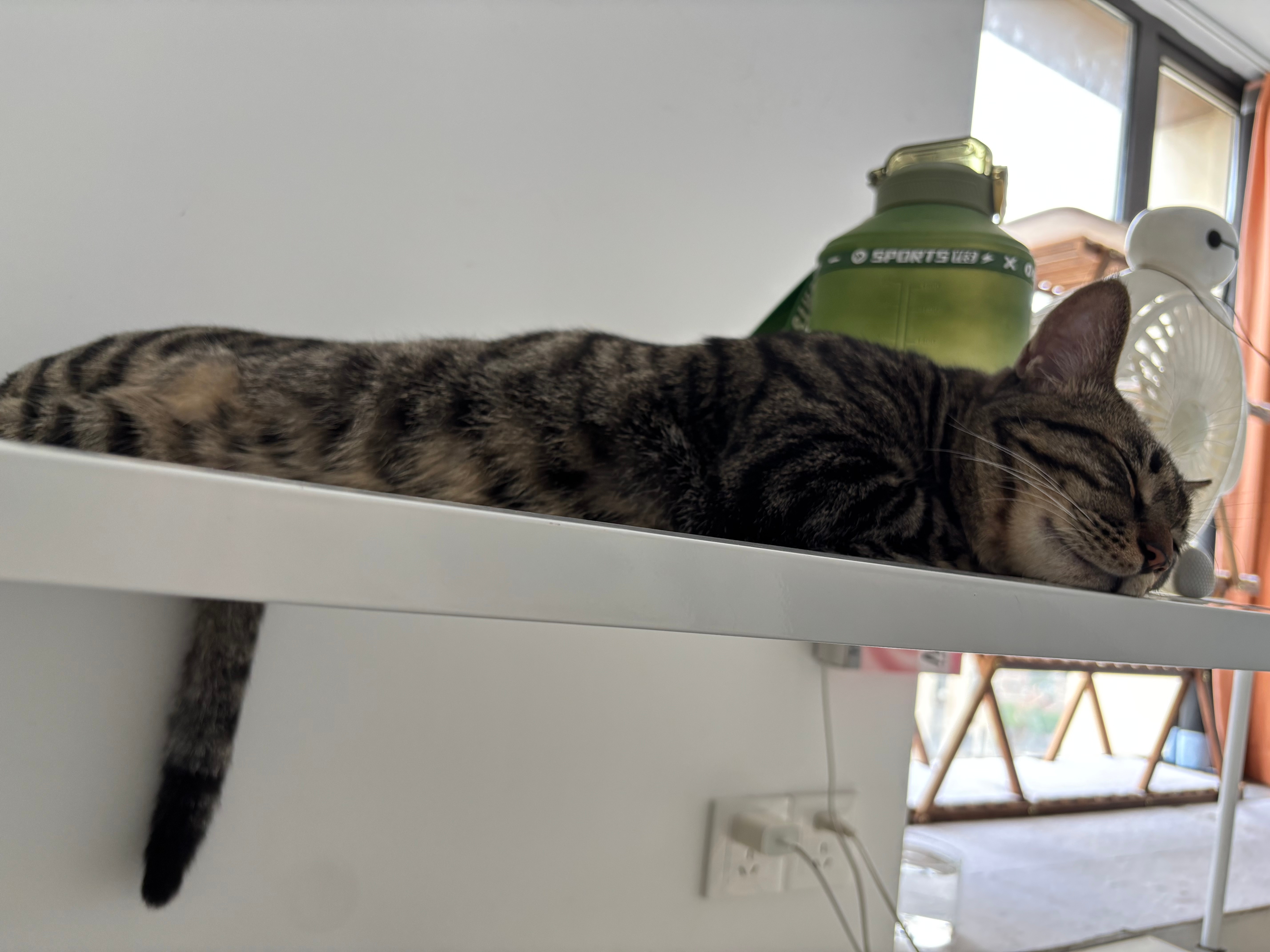 14403只狸全网尾巴最笔直的小猫咪 