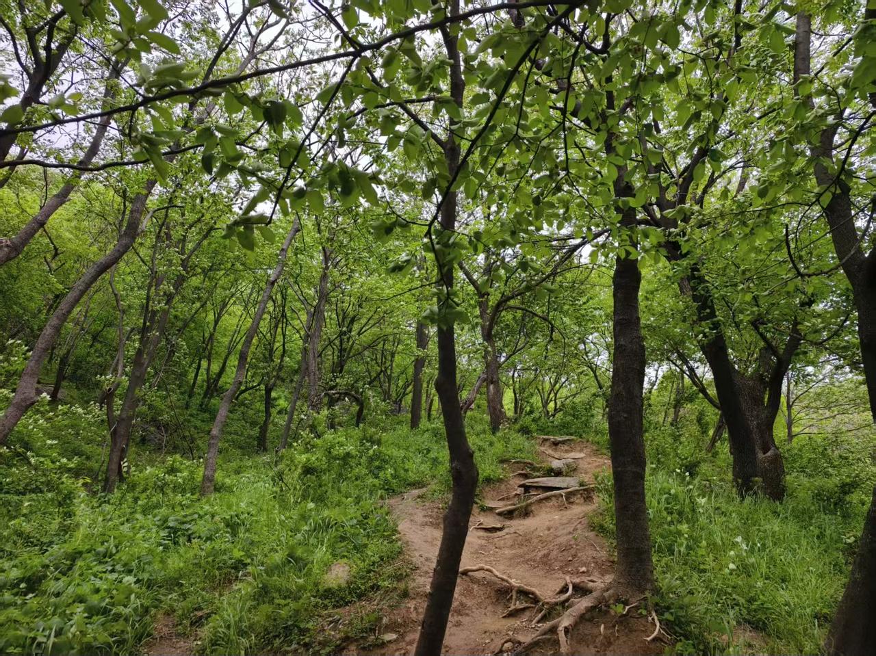 春日山野草木葱茏，暖风裹着花香漫过林间，阳光透过枝叶洒下斑驳光影。
我匆匆地走入