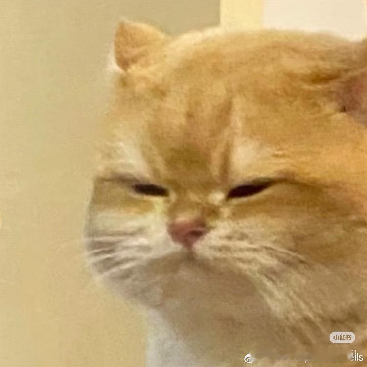 请在下图选出一只最邪恶的小茂咪🐈⬛ 