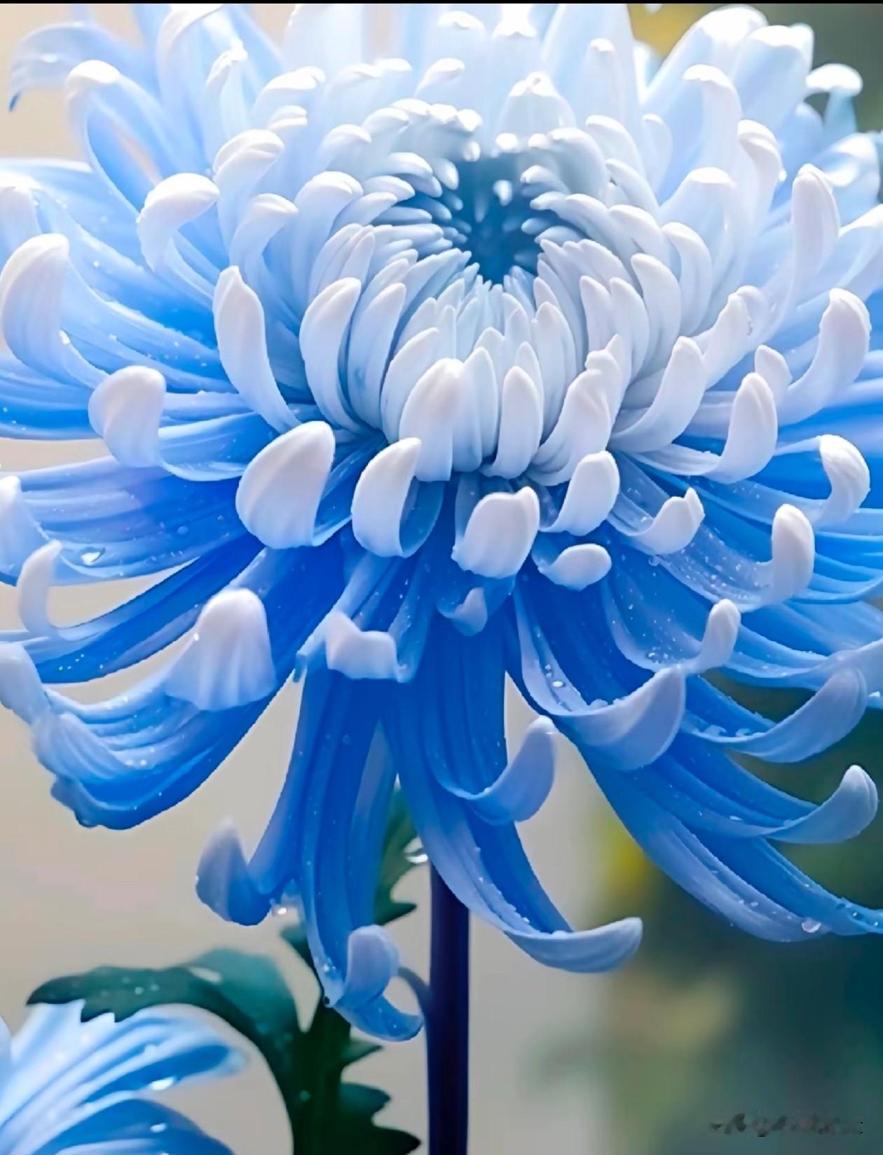 蓝白清透、暖金明媚、柔粉温婉，三色丝菊垂着晶莹水珠，卷曲花瓣舒展出各自独有的姿态