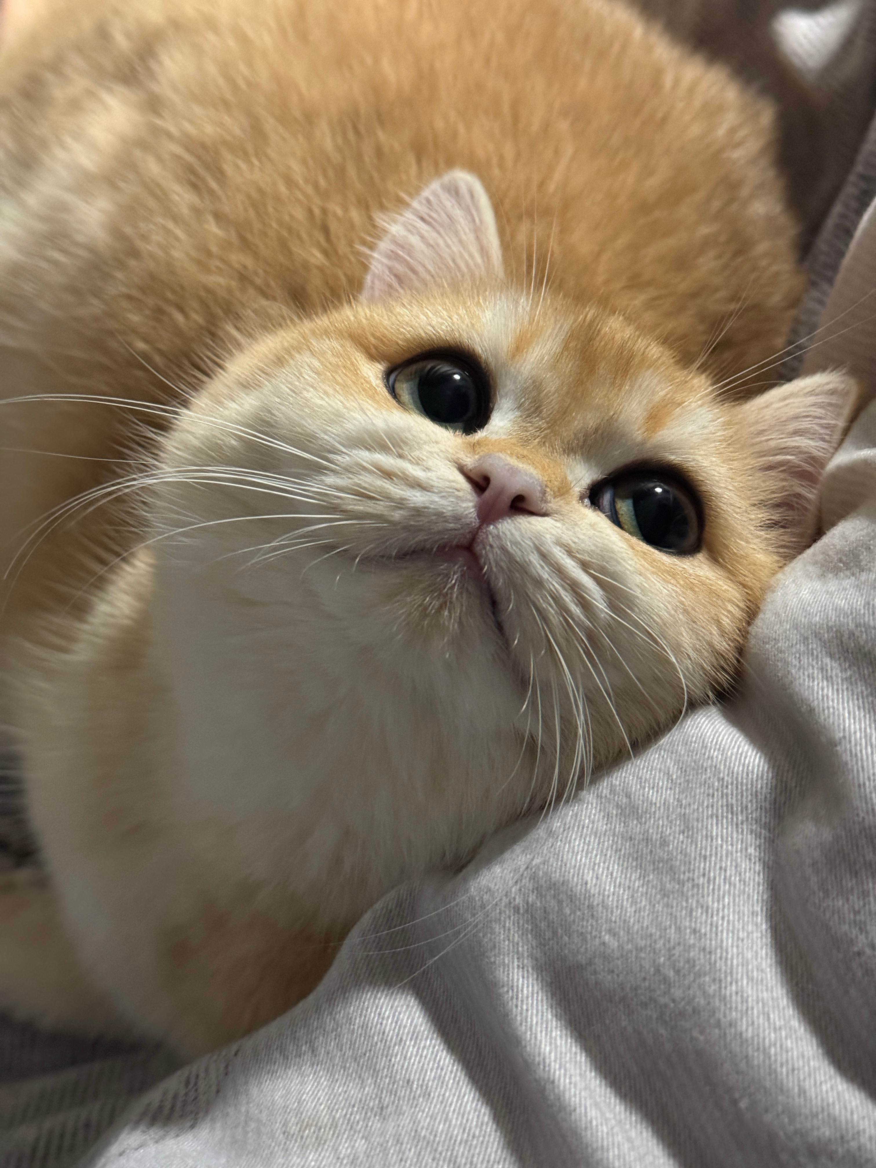 鸡胸肉 牛肉 罗氏虾周末起来给它俩做猫饭家里的猫主子吃得比我都好^_^ 