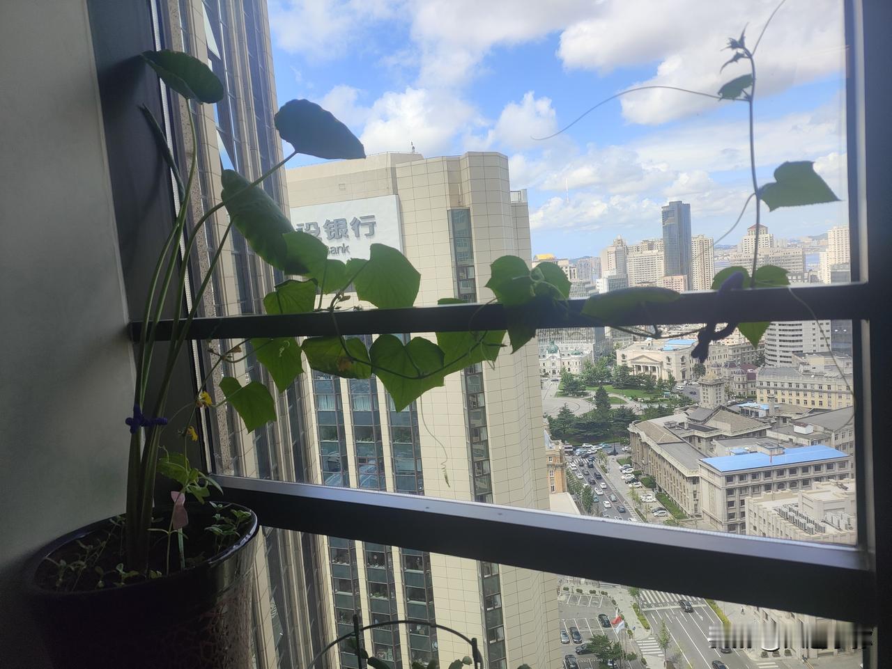大连20楼高空美发室！中山广场窗边，黄瓜结出迷你小瓜扭
 
朋友的美发工作室开在