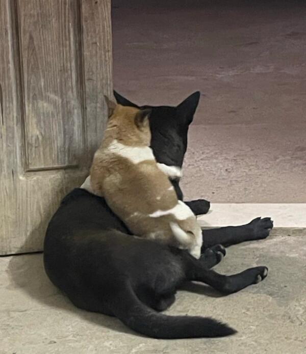 猫里猫气的修狗 ​​​