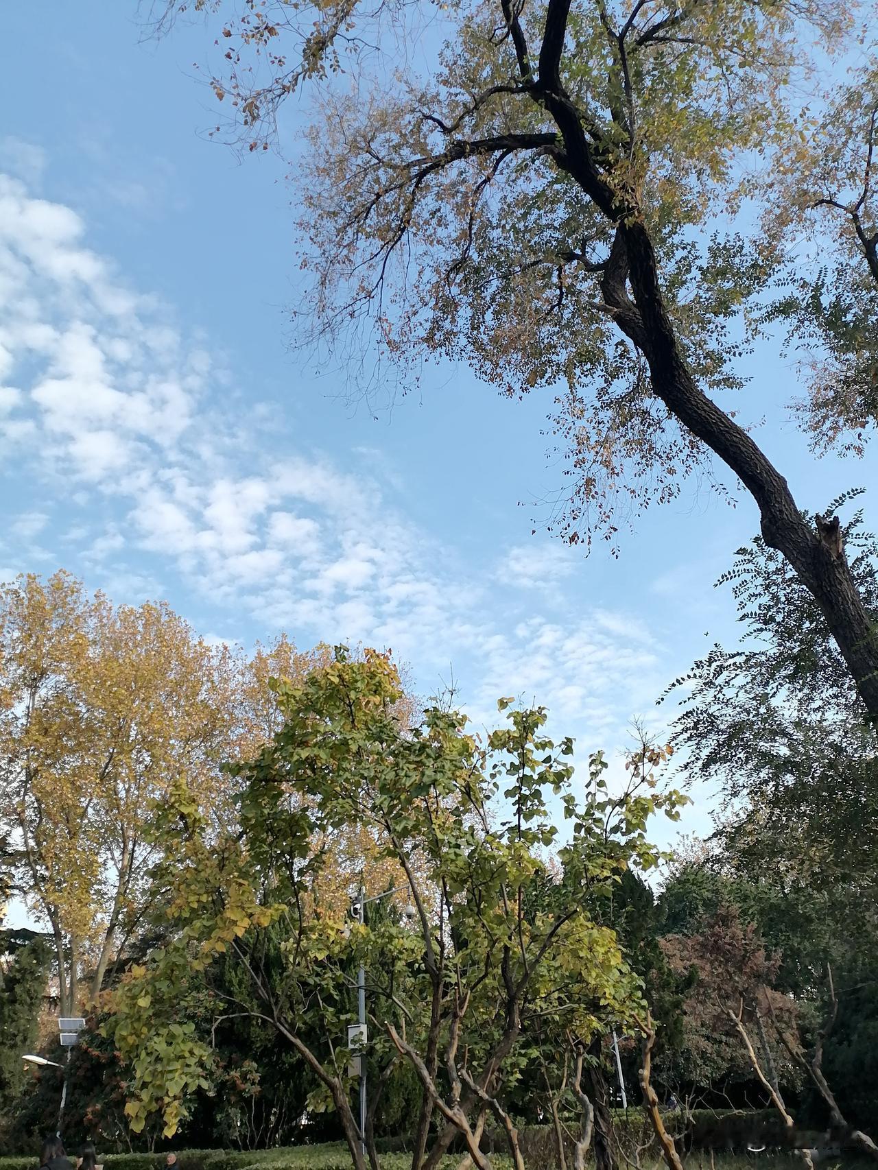 分享一张阳光下的树荫照片