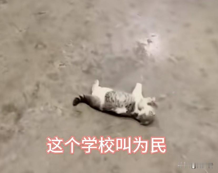 一个拱火，一个二愣子傻傻上道，没有一个好人，最终让一只小猫丢了命。

学生也绝不