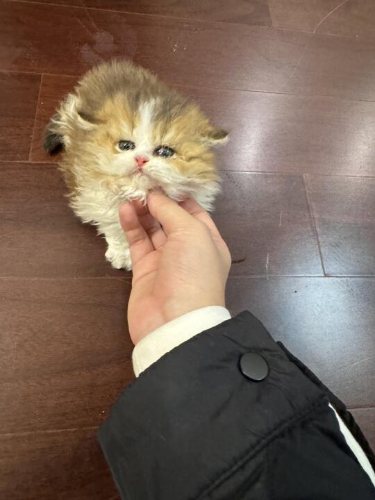 极品金白弟弟