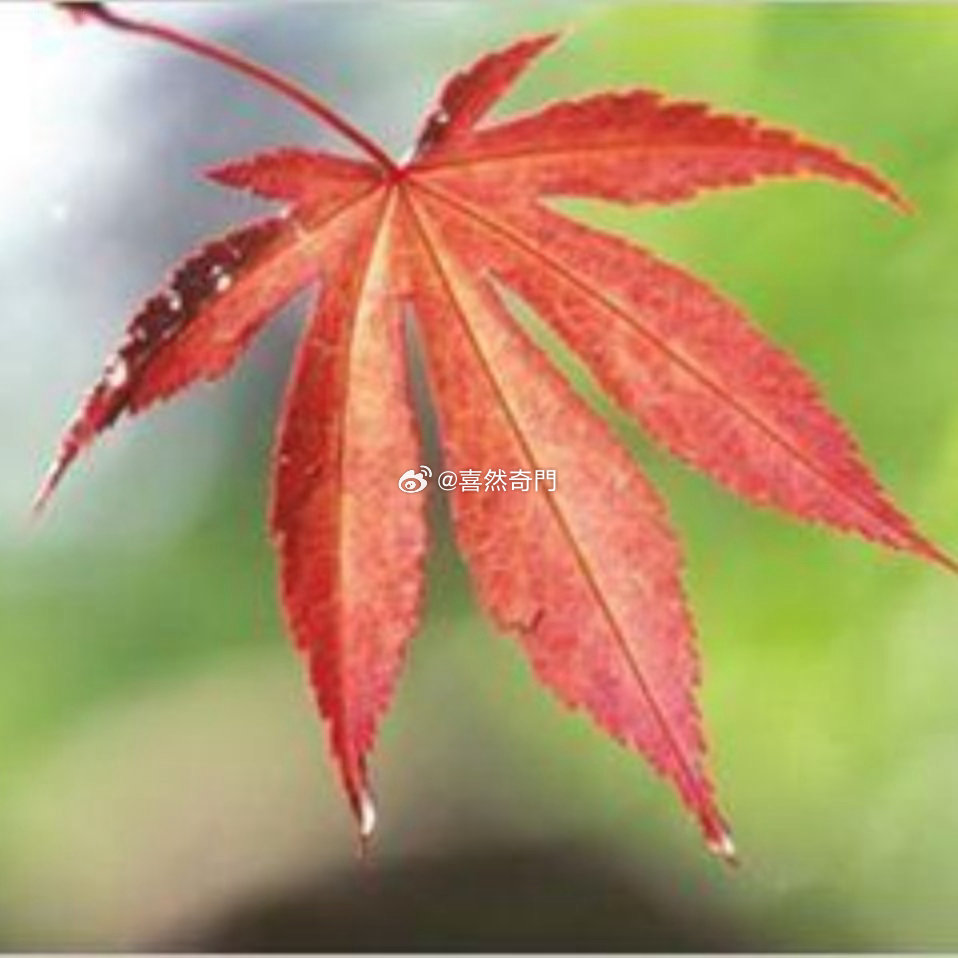 头像分析背景模糊不清，模糊为巽卦，巽代表虚，也代表感情，感情就是虚无缥缈，看不见
