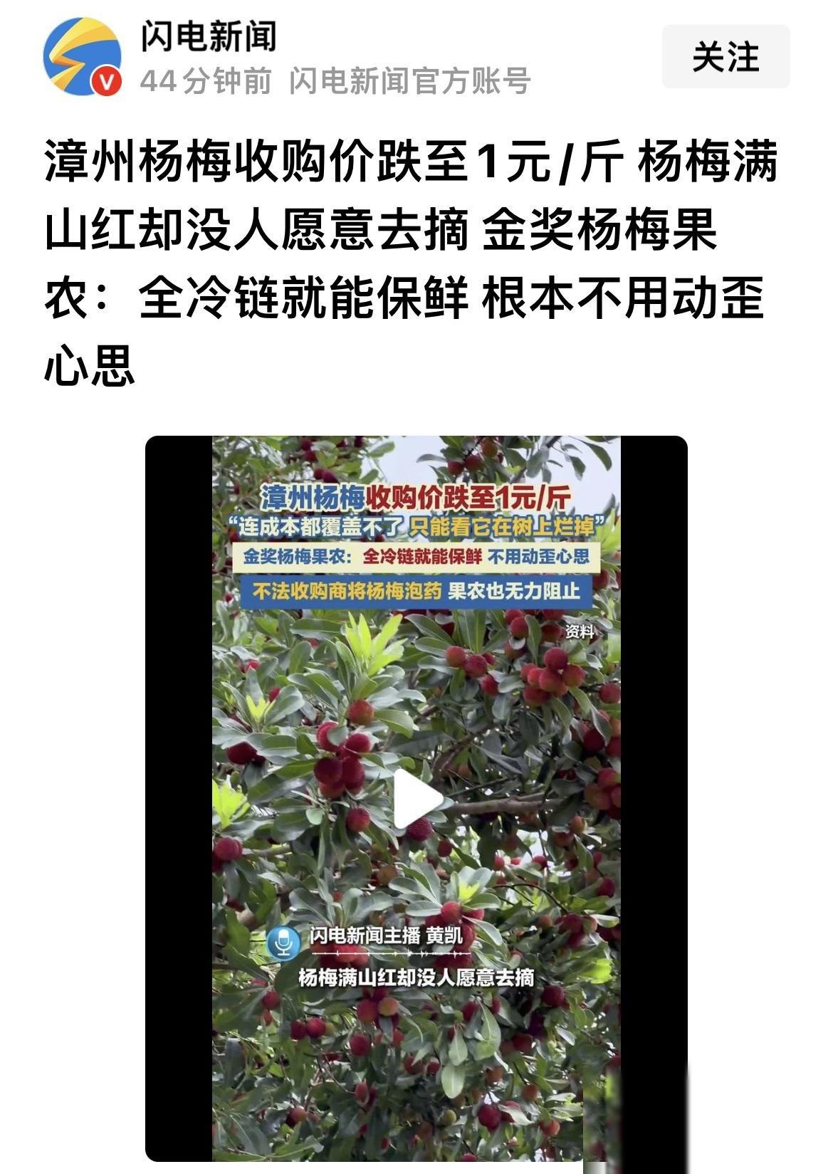 福建漳州的杨梅种植产业遭反噬，有果农称，全冷链可保鲜，根本不需要搞什么“科技狠活