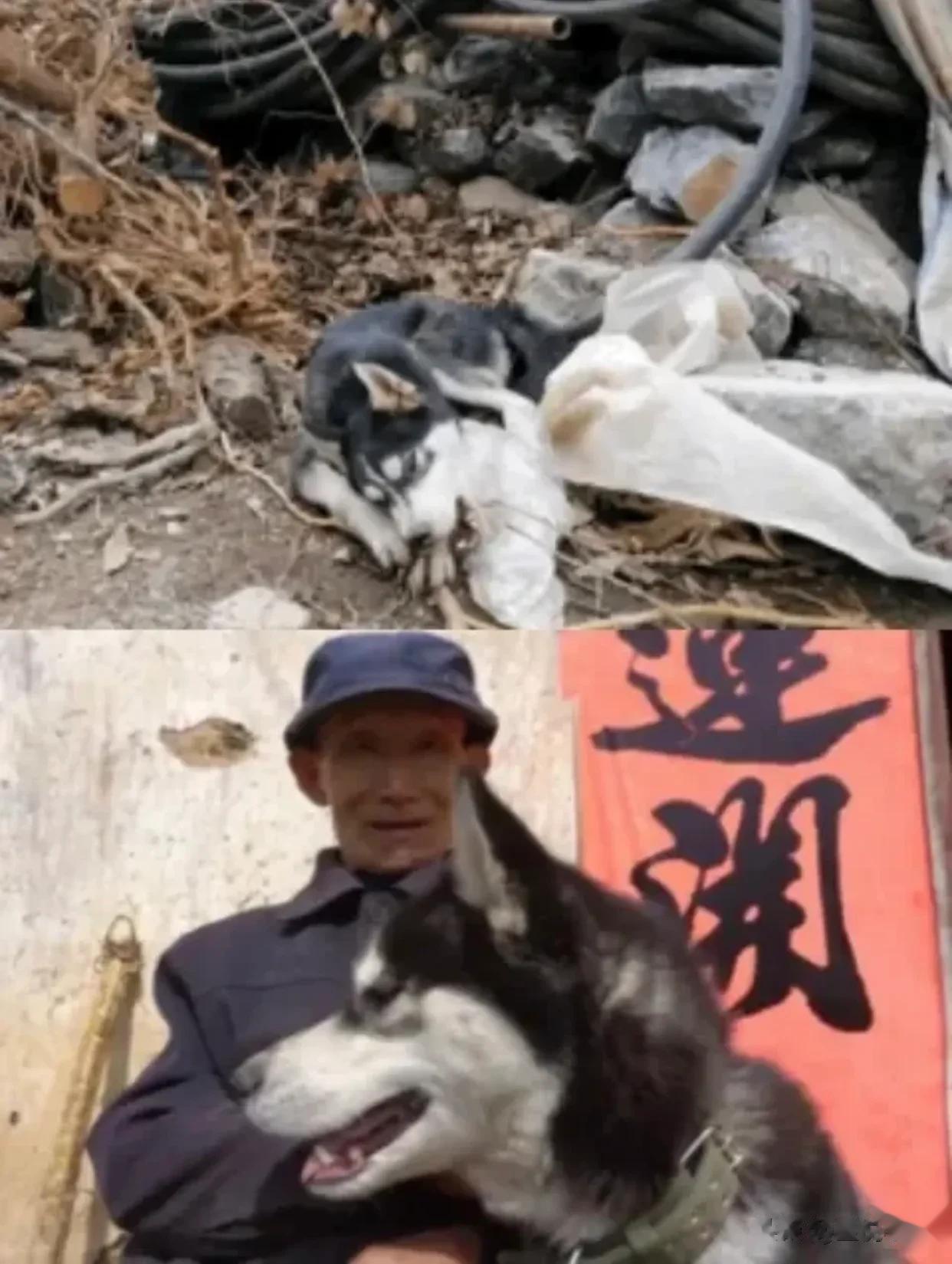 83岁的老爷爷把哈士奇养的“贤惠至极”！
提起哈士奇，第一印象都是拆家小能手……