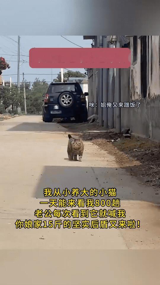 果然嫁得近，连猫都知道常回来看我。
它是我从小养大的小家伙，也是我在婆家最安心的