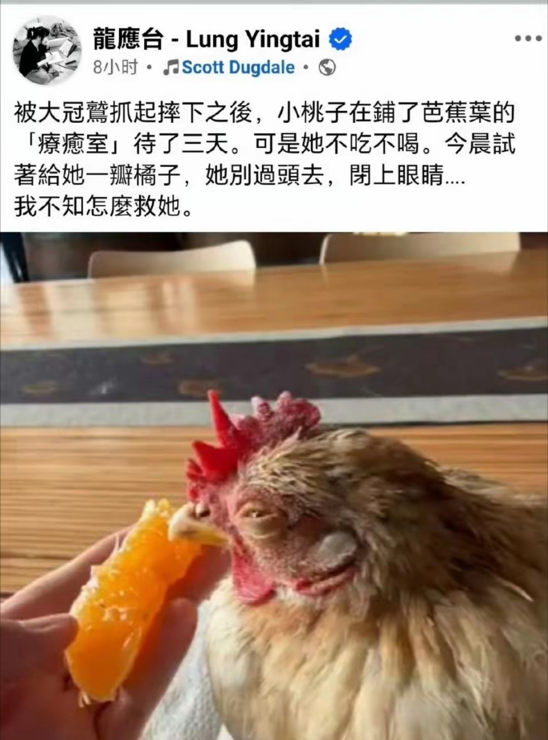 龙应台的公鸡被老鹰抓了后，抑郁了，她问网友怎么办？网友：直接炖了呗，大公鸡就不会