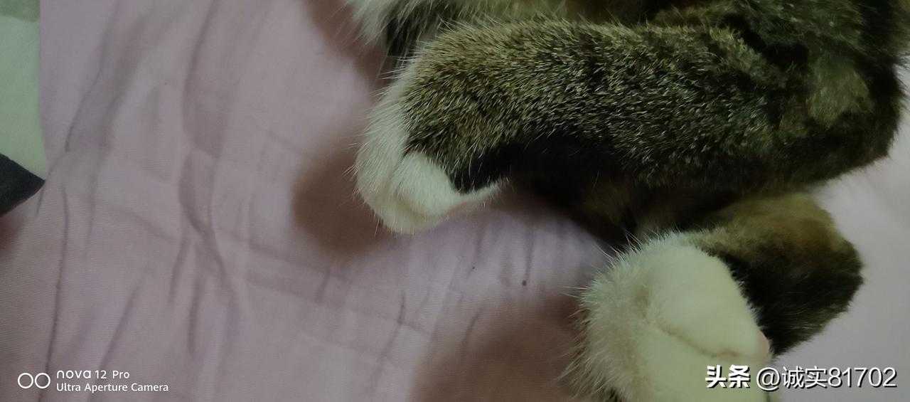真心话茶局