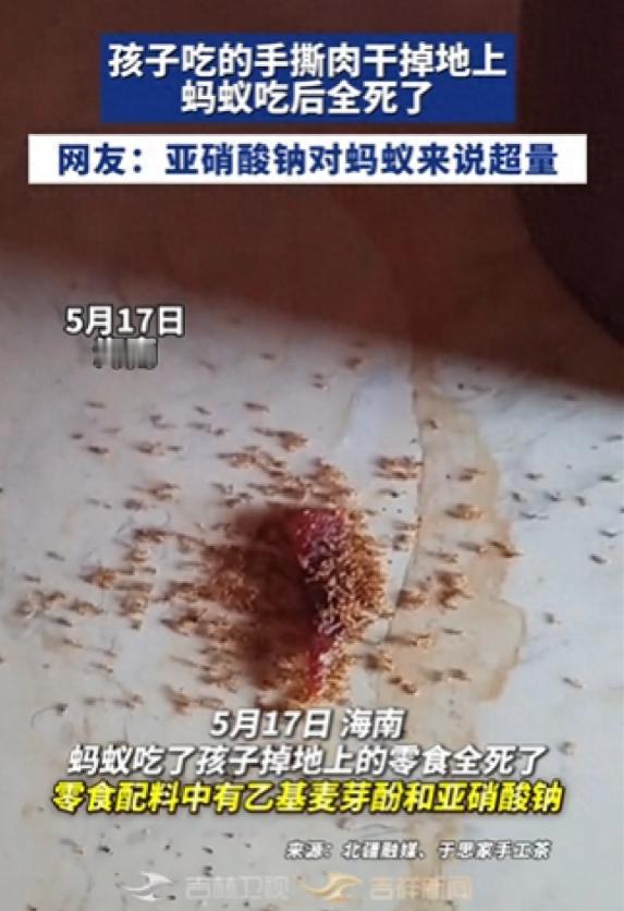 小孩吃的手撕肉干掉地上，蚂蚁吃了之后全死了！

据《新浪新闻》5月17日报道，海