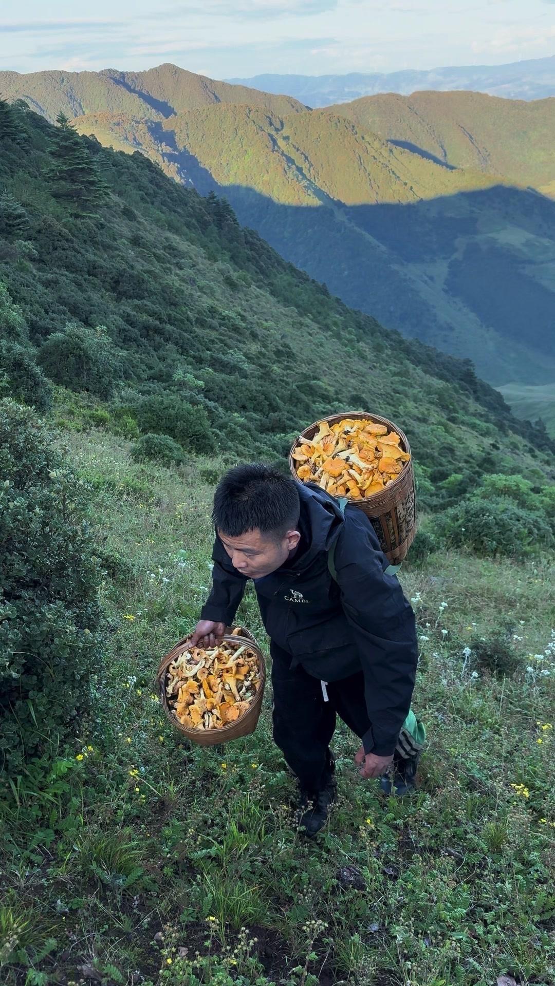 🍄上山采蘑菇的快乐谁懂啊！一小时捡满两筐，比手掌还大的鸡油菌随处可见，品质好到