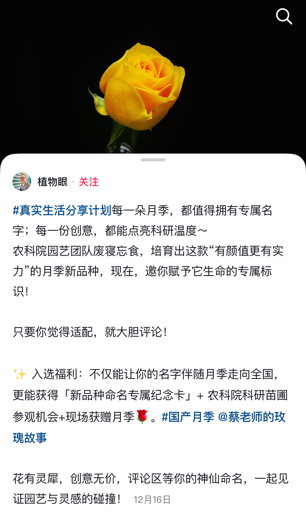 现代人自己的典故记录——「文秀月季」💧最开始是云南农科院的工作人员发文给花朵征